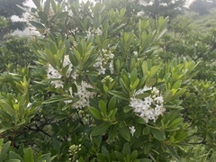 Rhododendron micranthum