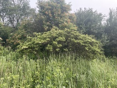 Rhododendron micranthum