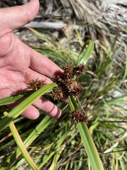 Cyperus crassipes