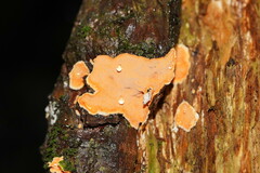 Gloeoporellus merulinus