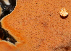 Gloeoporellus merulinus