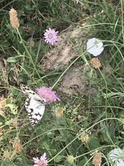 Melanargia occitanica