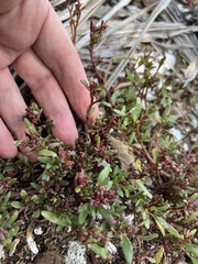 Portulaca rubricaulis
