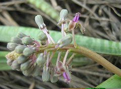 Ledebouria