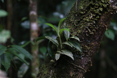 Dendrobium jonesii
