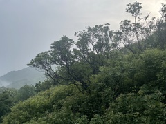Rhododendron micranthum