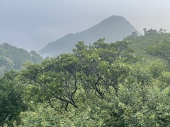 Rhododendron micranthum