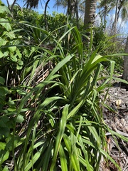 Pandanus odorifer