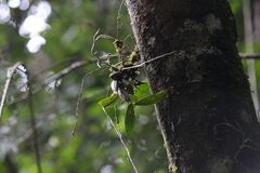 Dendrobium jonesii