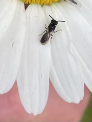 Hylaeus communis
