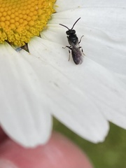 Hylaeus communis