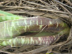 Ledebouria