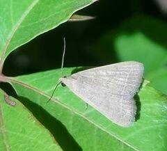 Simplicia extinctalis
