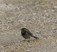 Motacilla alba