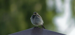 Motacilla alba