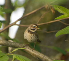 Luscinia svecica