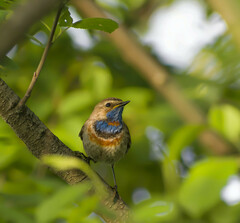Luscinia svecica