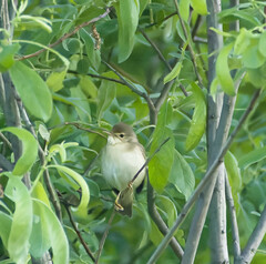 Acrocephalus palustris