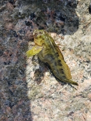 Scartella cristata