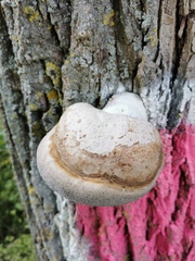 Fomes fomentarius