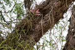 Tillandsia didisticha