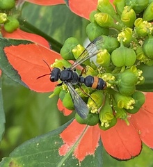 Cerceris concinna