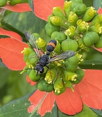Cerceris concinna