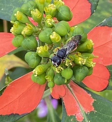 Cerceris concinna