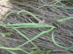 Ledebouria
