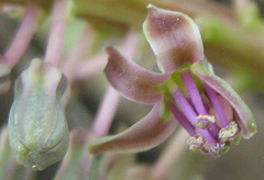 Ledebouria