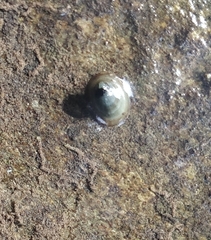 Ancylus fluviatilis