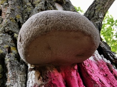 Fomes fomentarius