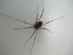 Hadrobunus maculosus