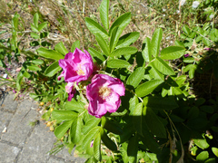 Rosa rugosa