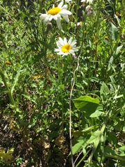 Leucanthemum vulgare