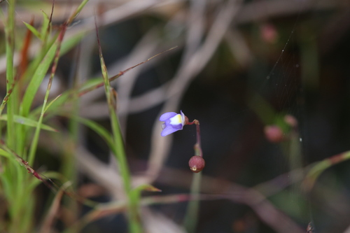 Image of Utricularia limosa by (c) Hugo Innes, some rights reserved (CC BY)