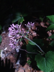 Adenostyles australis