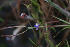 Utricularia limosa