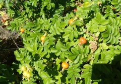 Rosa rugosa
