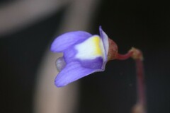 Utricularia limosa