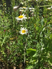 Leucanthemum vulgare