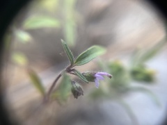 Trichostema simulatum