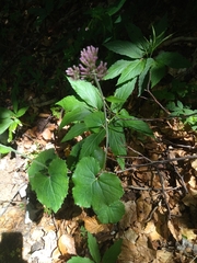 Adenostyles australis