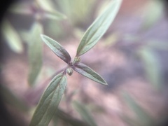 Trichostema simulatum