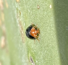 Exochomus nigripennis