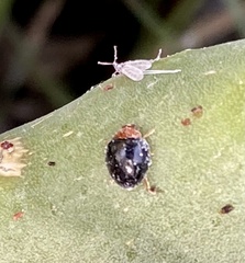 Exochomus nigripennis