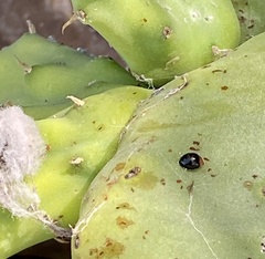 Exochomus nigripennis