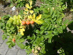 Rosa rugosa