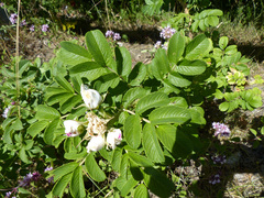 Rosa rugosa
