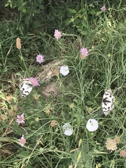 Melanargia occitanica